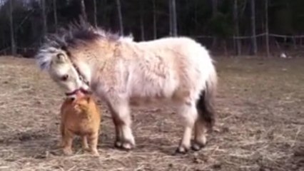 Eine Katze und ein Pony stehen sich nah.