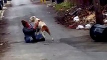 Die mutige Technik einer Frau mit dem Ziel einen streunenden Hund zu retten.