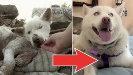 Télécharger la video: Dieser Hund wäre fast auf einer Müllhalde verhungert. Doch diese Leute haben ihm das Leben gerettet.