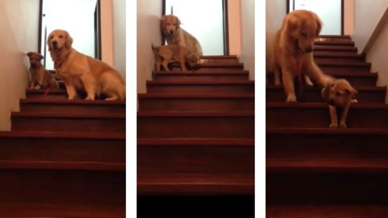 So süß kümmert sich diese Hunde-Mama um ihr Kleines