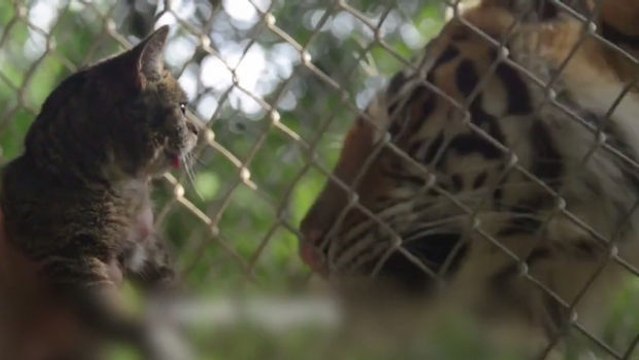 Diese Katzen wollen eine wichtige Botschaft vermitteln. Sie werden Sie zum Nachdenken bringen!