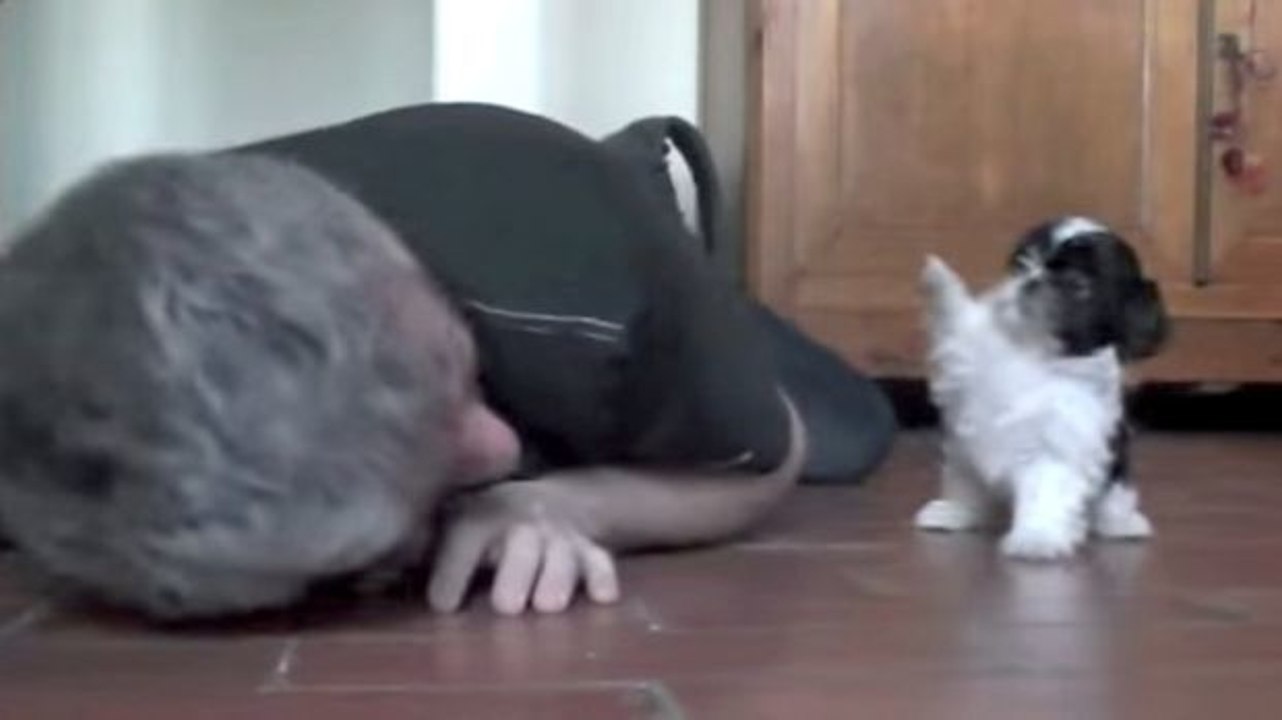 Was dieser Mann gleich mit seinem Welpen anstellt, wird euch das Herz aufgehen lassen!