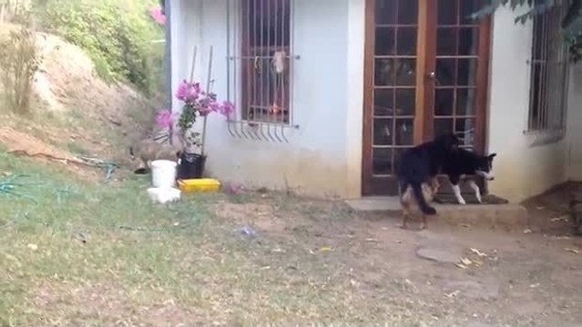 Dieser Hund wird die Angst seines Lebens haben. Sie werden nicht erraten, warum...