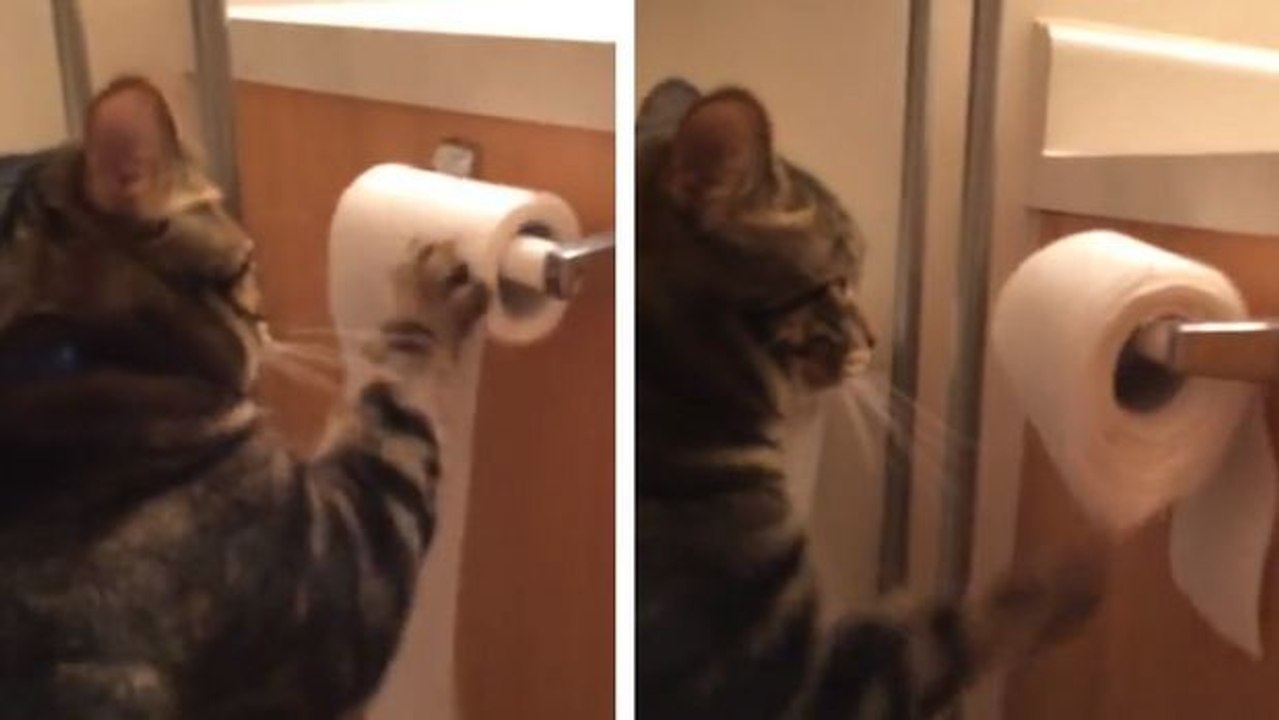 Diese Katze hat einen Technik gefunden, um nie geschimpft zu werden. Entdecken Sie, wie sie das macht.