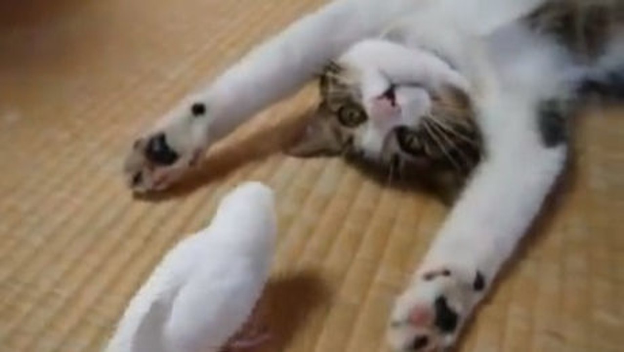 Wellensittich neckt Katze in Ihrem Schlaf. Schauen Sie sich die Verbundenheit zwischen den beiden an.