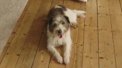 Was machen Hunde, wenn sie allein zu Haus sind? Schauen Sie selbst!