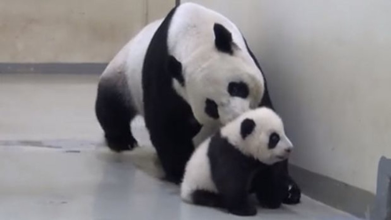 Dieser Baby-Panda weigert sich zu schlafen. Seine Mutter wird aber durchgreifen.