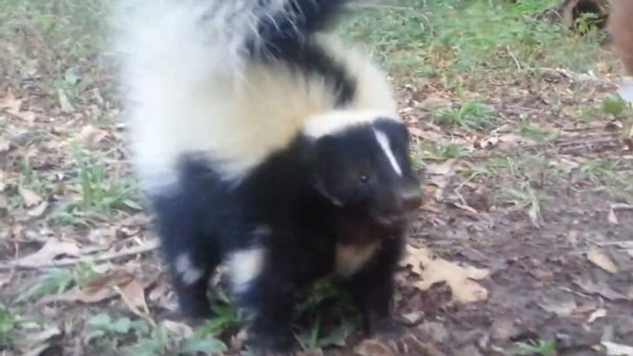 Sehen Sie, wie dieses Stinktier mit seinem Herrchen spielt.