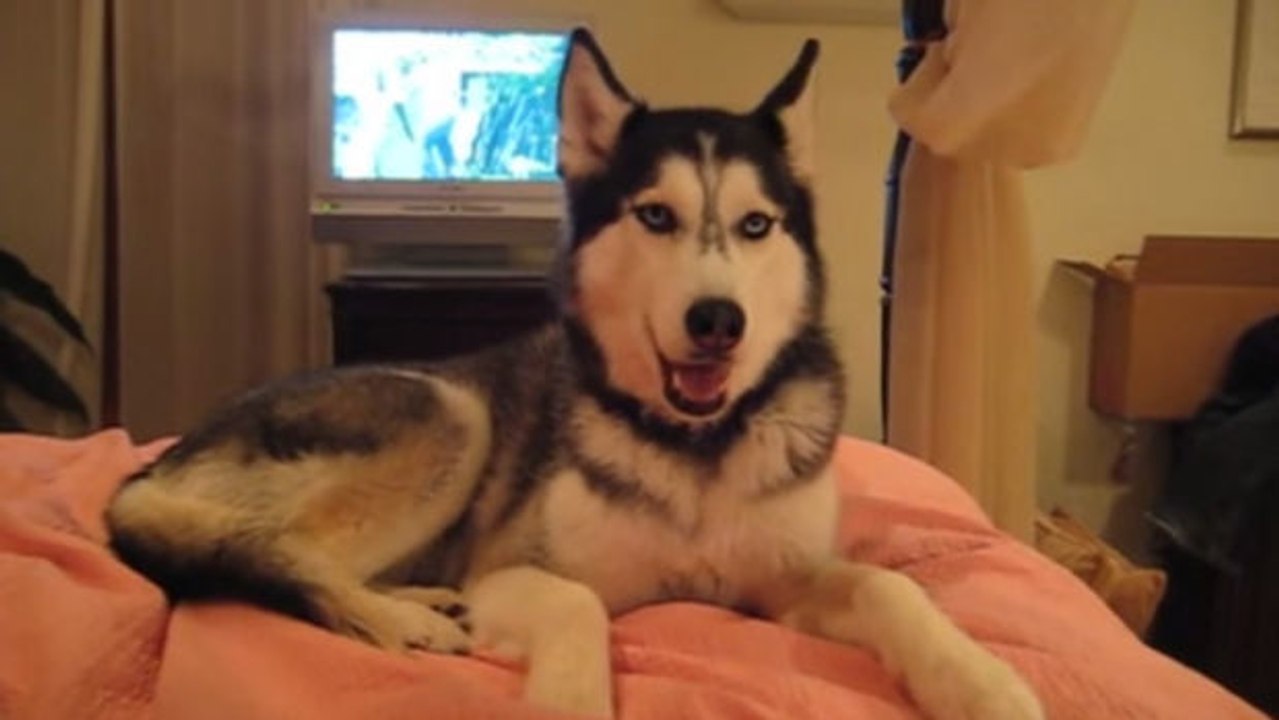 Dieser Hund kann reden. Sie werden entzückt sein.