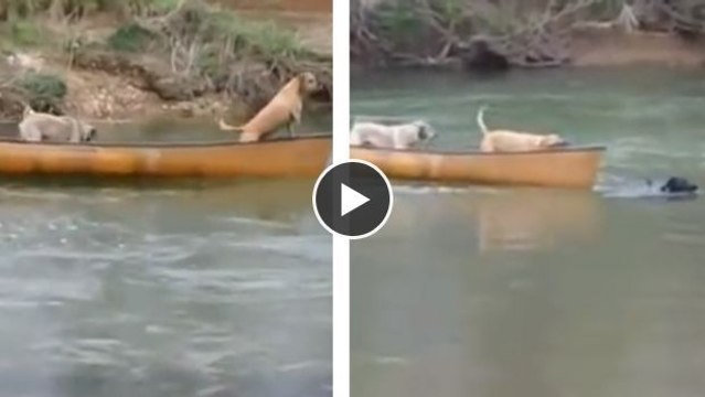 Dieser Hund ist unglaublich und noch mutiger als ein Mensch!