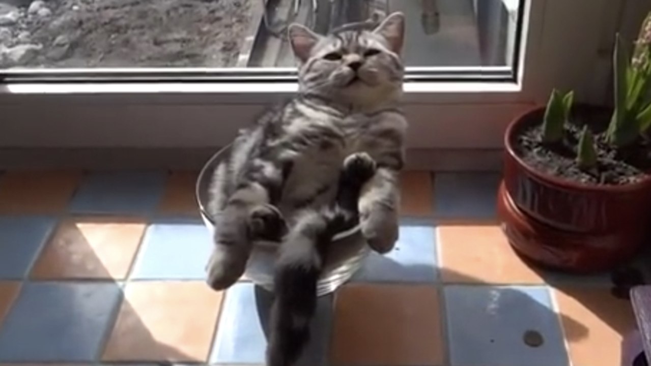 Dieses Kätzchen macht ein Nickerchen in einer Salatschüssel. Dabei werden Sie schwach!