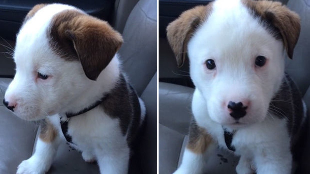 Dieser Welpe mag Schluckauf überhaupt nicht.