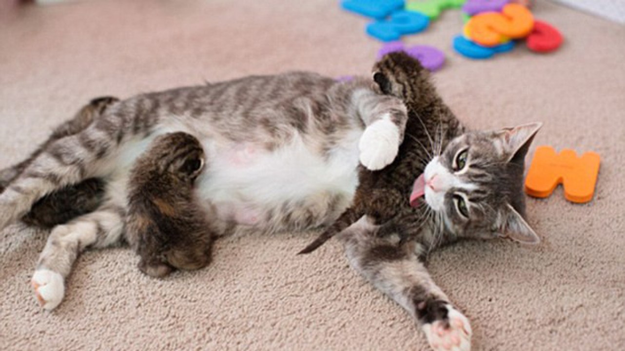 Diese Katze hat drei Jungen verloren und 3 neue adoptiert.