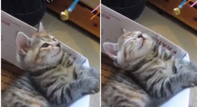 Dieser Mann hat die perfekte Technik gefunden, um seine Katze zum schlafen zu bringen.