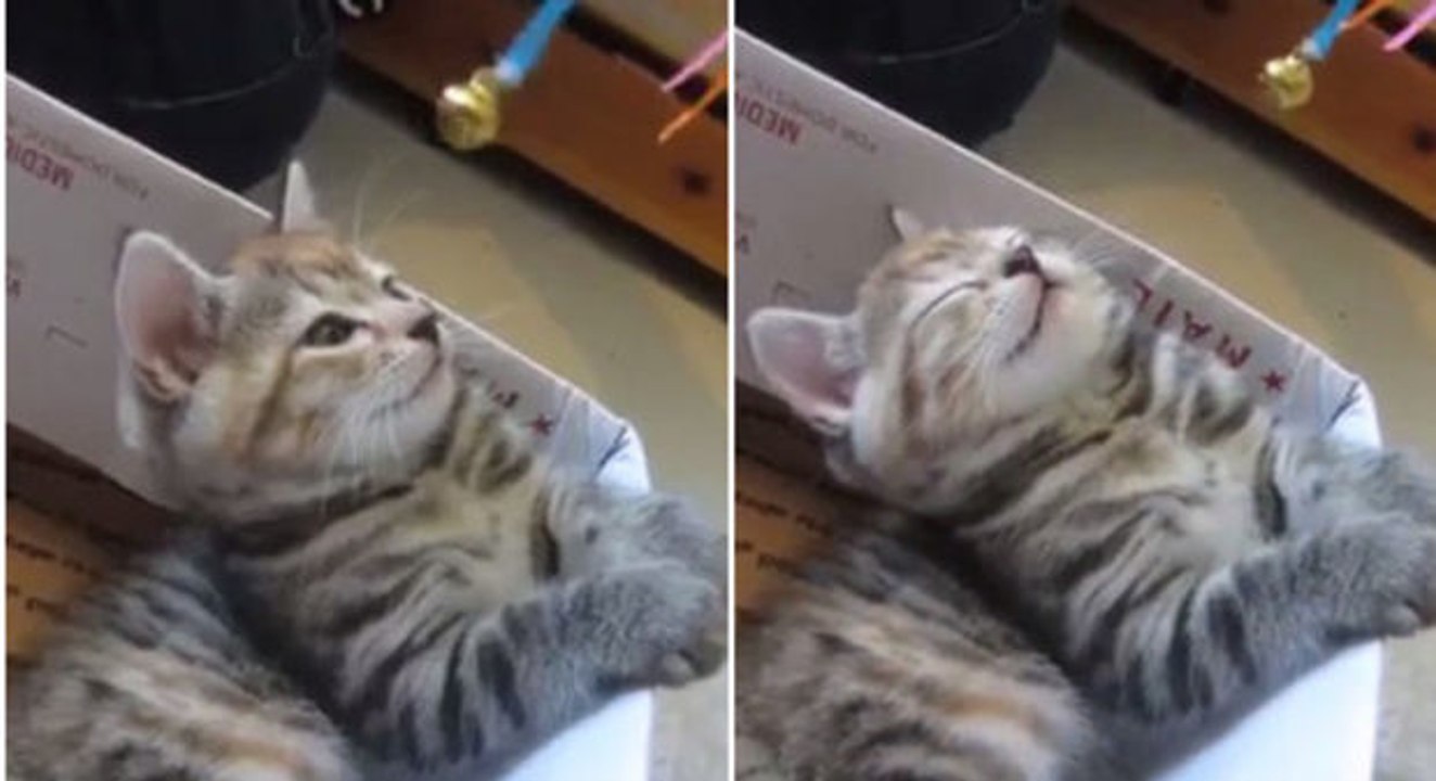 Dieser Mann hat die perfekte Technik gefunden, um seine Katze zum schlafen zu bringen.