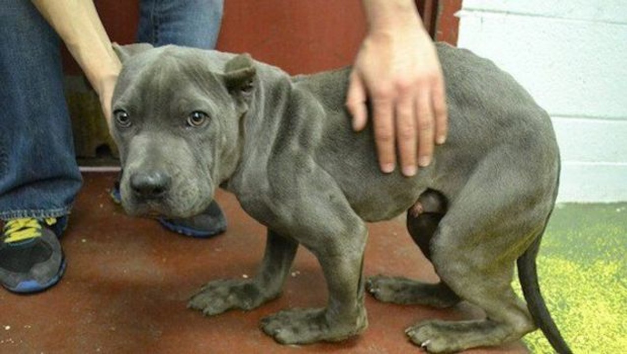 Jahrelang eingesperrt - die bewegende Rettung eines Hundes.