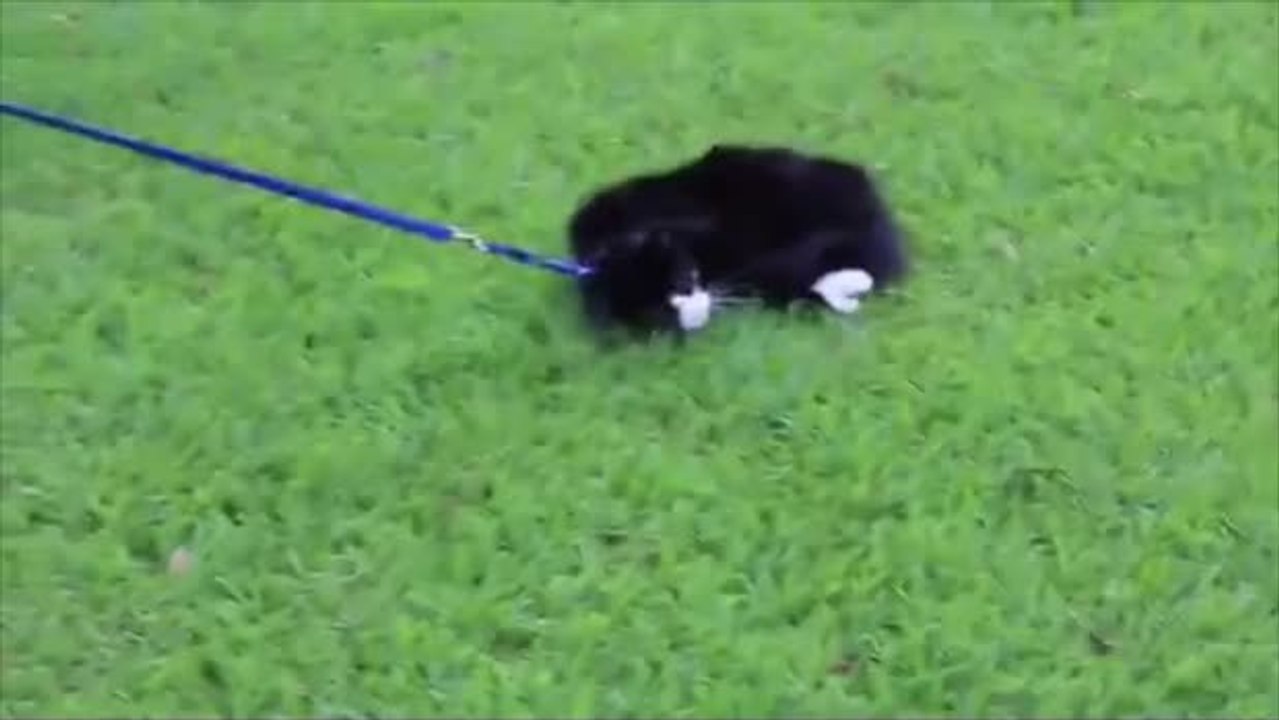 Diese Katze will unter keinen Umständen an der Leine geführt werden und sie weiß genau, wie sie es ihrem Herrchen verständlich machen soll.