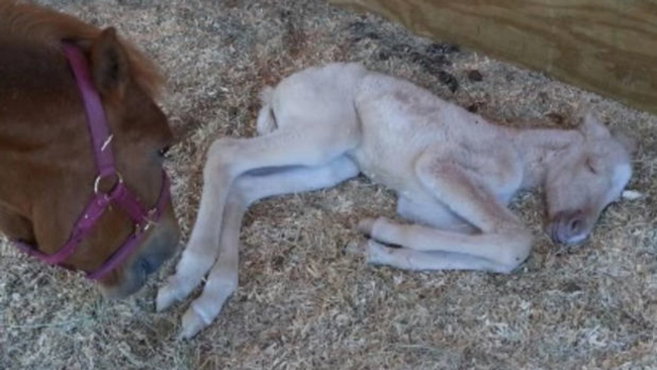 Ein wahres Wunder für eine Stute und ihr Fohlen!