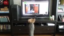 Als er das Video eines Hundes sieht, hat dieser kleine Hund eine merkwürdige Reaktion.