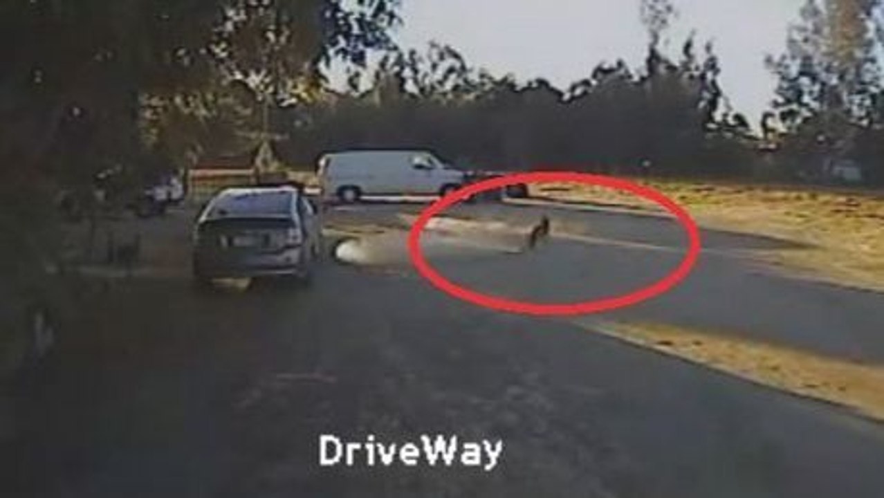 Ein rottweiler rettet einen chihuahua, welcher von einem kojoten angegriffen wurde. sie werden ihren augen nicht trauen.