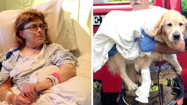 Ein Blindenhund wirft sich vor seinen Bus, um sein Frauchen zu retten.