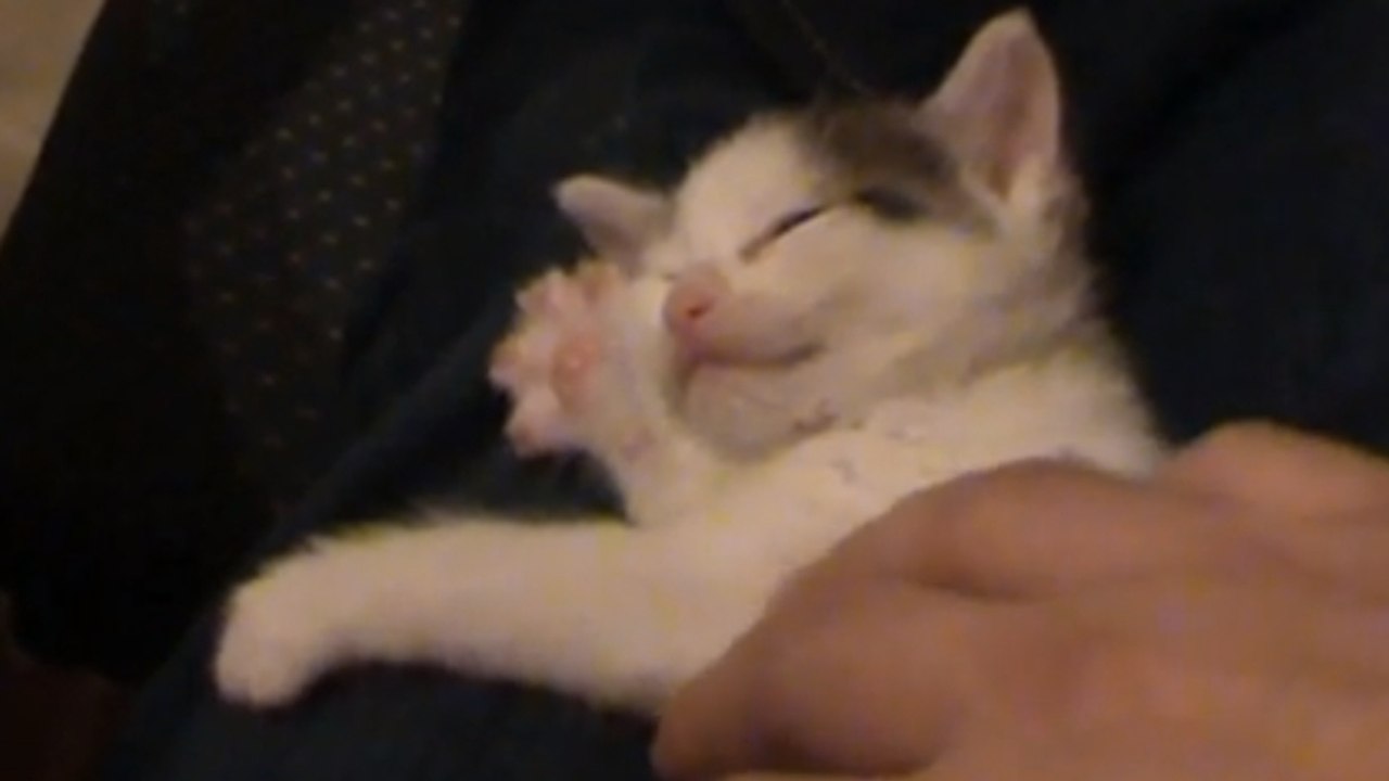 Ein unglaublich süßes Kätzchen spielt Harfe im Schlaf.