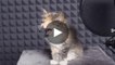 Süße russische Kätzchen, die noch dazu singen? Sehen Sie sich dieses Video an!