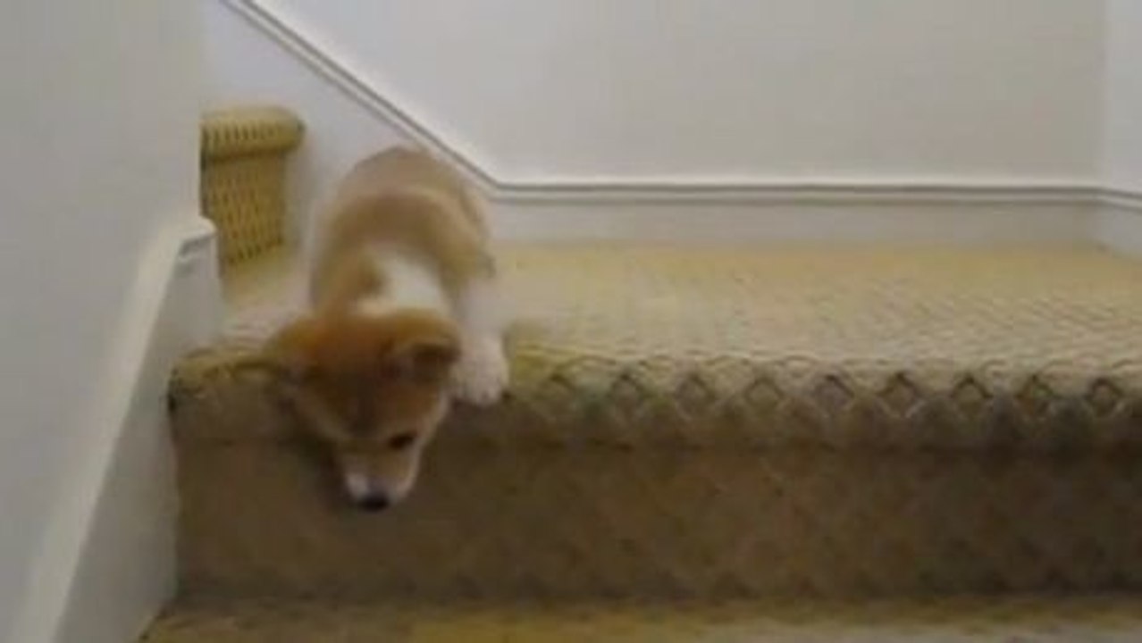 Dieses Corgi-Baby muss zum ersten Mal in seinem Leben die Treppen hinuntersteigen. Das Ergebnis ist abolut süß.