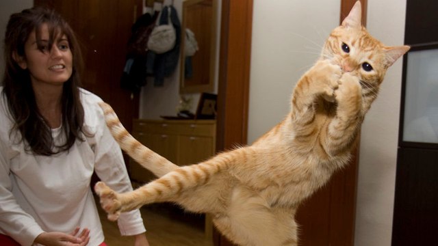 Diese Katze möchte ihr Lieblingsspiel spielen.