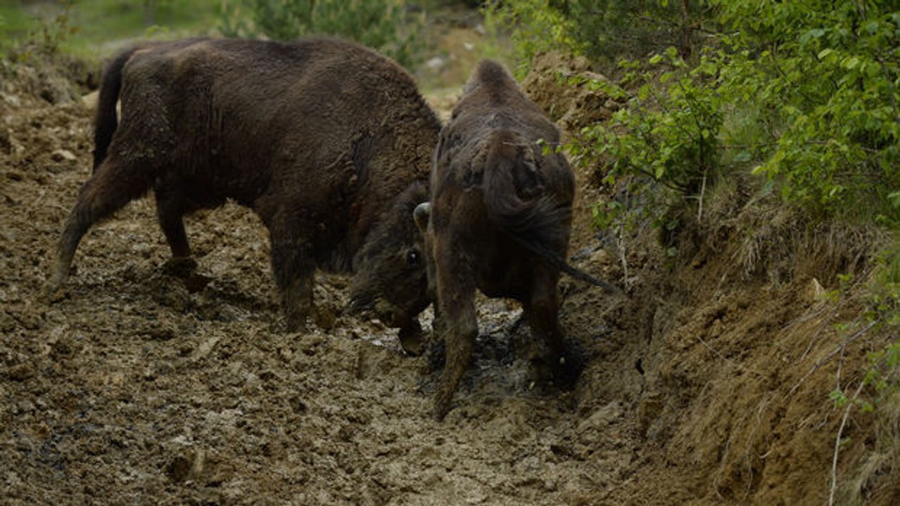 In Rumänien erleben diese Bisons zum ersten Mal die Freiheit.