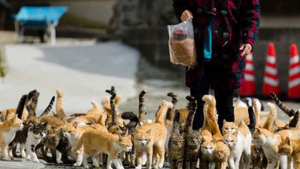 Auf dieser Insel Japans leben Menschen und Katzen harmonisch zusammen.