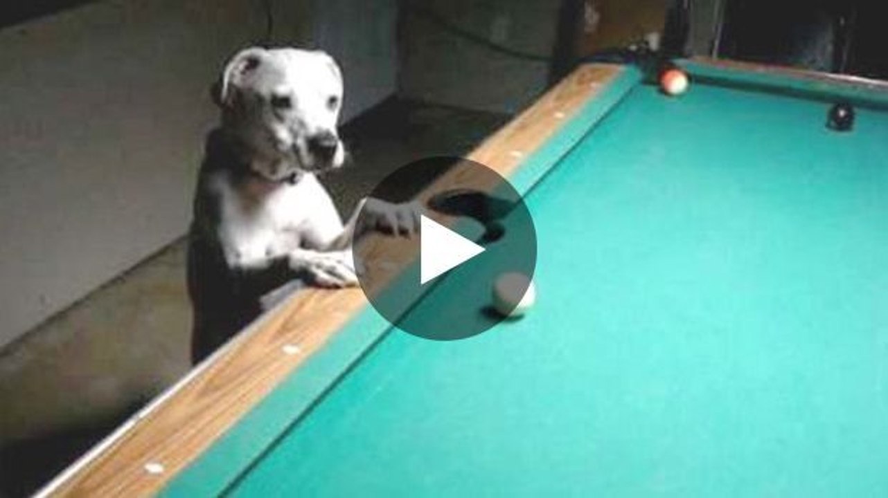 Dieser Hund hat ein seltenes Talent - sehen Sie selbst!