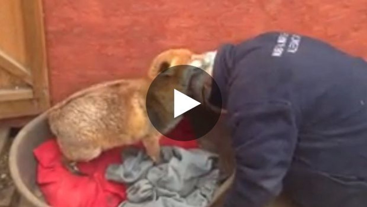 Sehen Sie sich dieses Video an, und Sie werden einen Fuchs adoptieren wollen... versprochen!