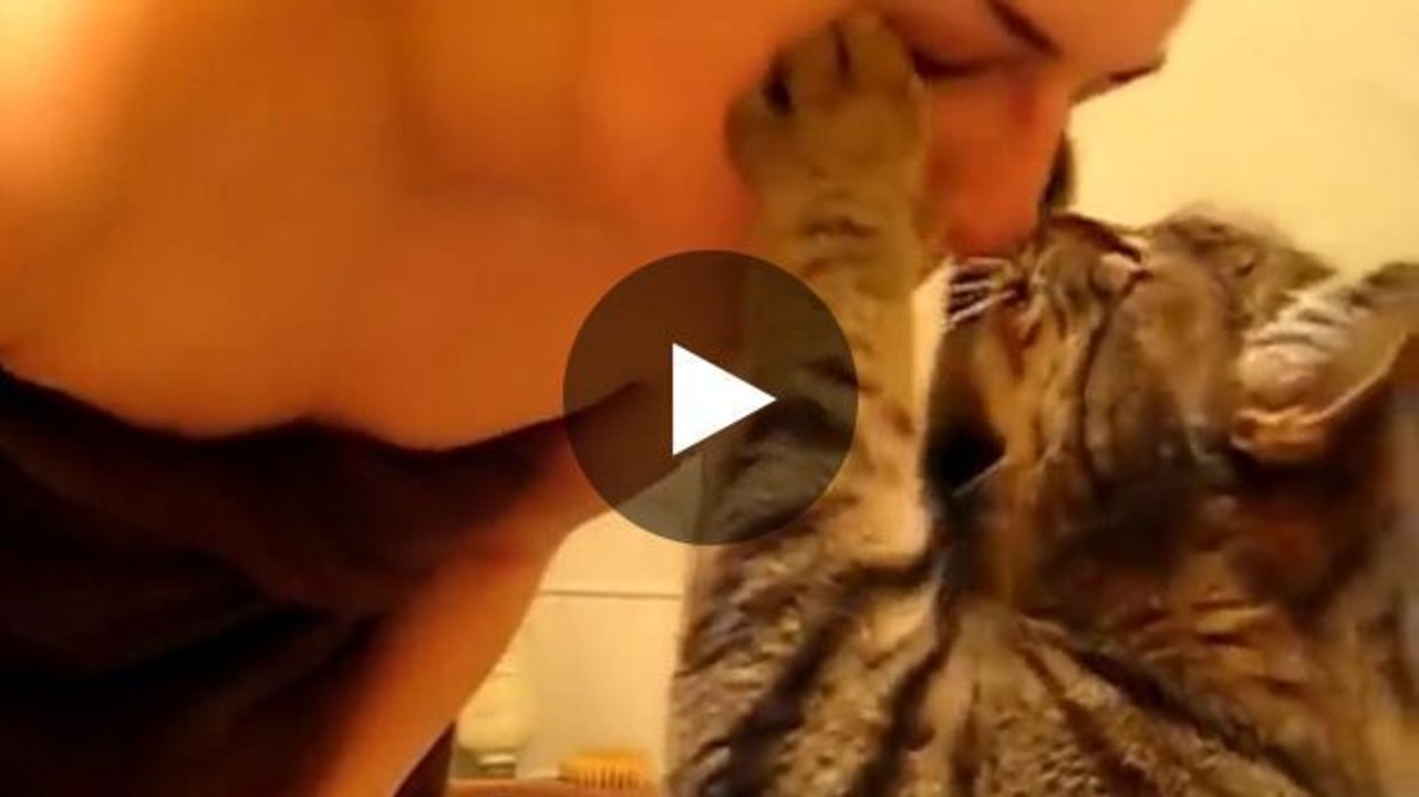 Ein niedliches Kätzchen gibt seiner Besitzerin ein Küsschen.