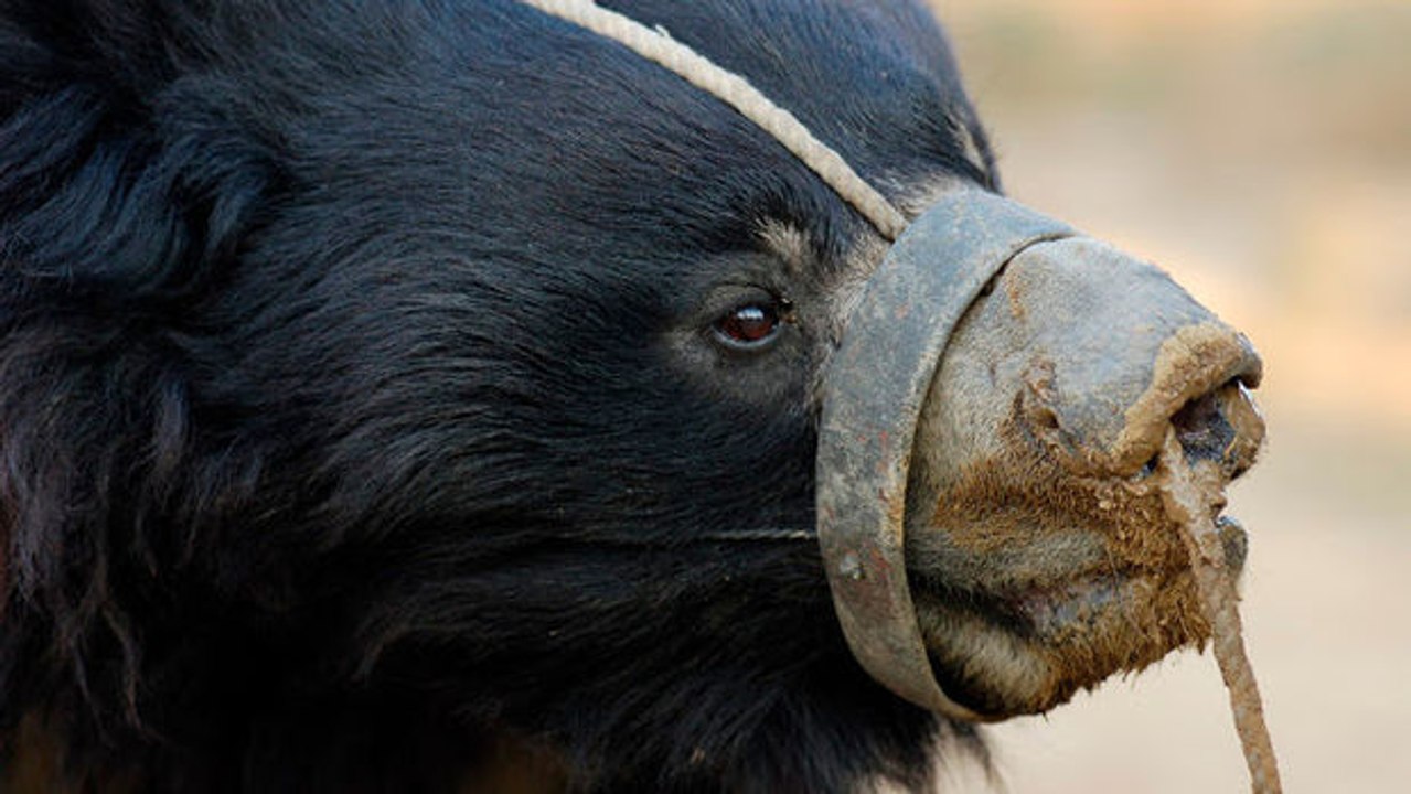 Kleiner bär vor'm tod bewahrt.