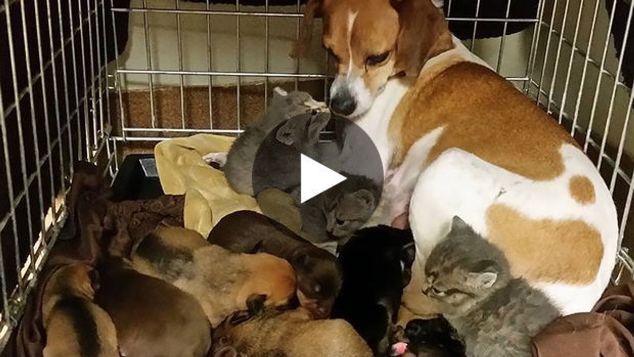 Ein Hund kümmert sich liebevoll um verlassene Kätzchen.