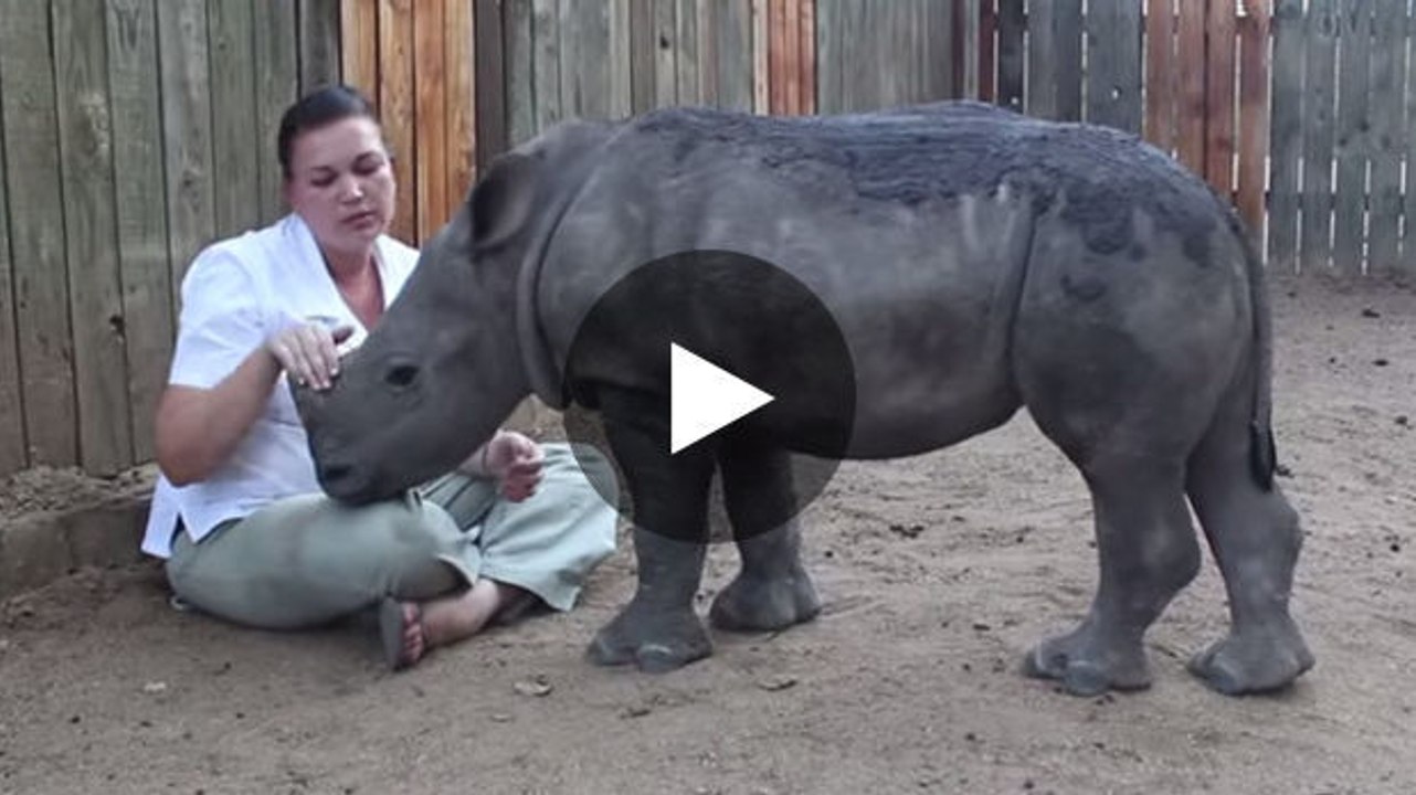 Dieses vor den wilderern gerettete nashorn verlangt nach zuneigung.