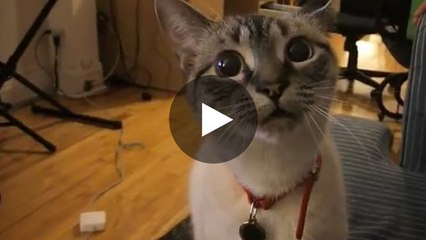 Diese Katze versucht, wie ein Wolf zu heulen.