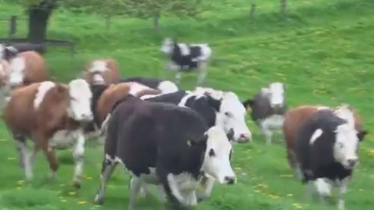 Diese Kühe sind gerade noch mal dem Schlachter davongekommen. Schauen Sie sich ihre Reaktion an.