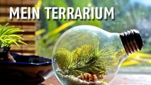 Verwandeln Sie eine Glühbirne in ein Terrarium. Nichts leichter als das!