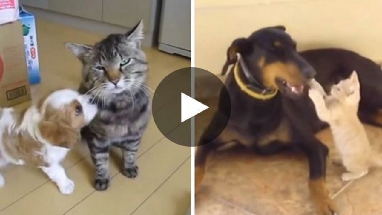 Diese Hunde und Katze treffen zum ersten Mal aufeinander - nicht immer ist es die große Liebe...