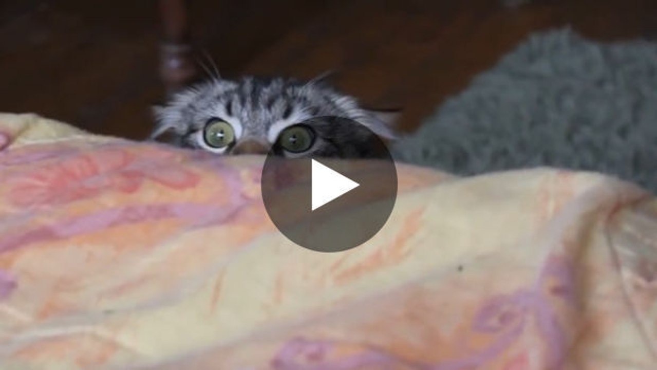 Diese Katze will nicht bemerkt werden.