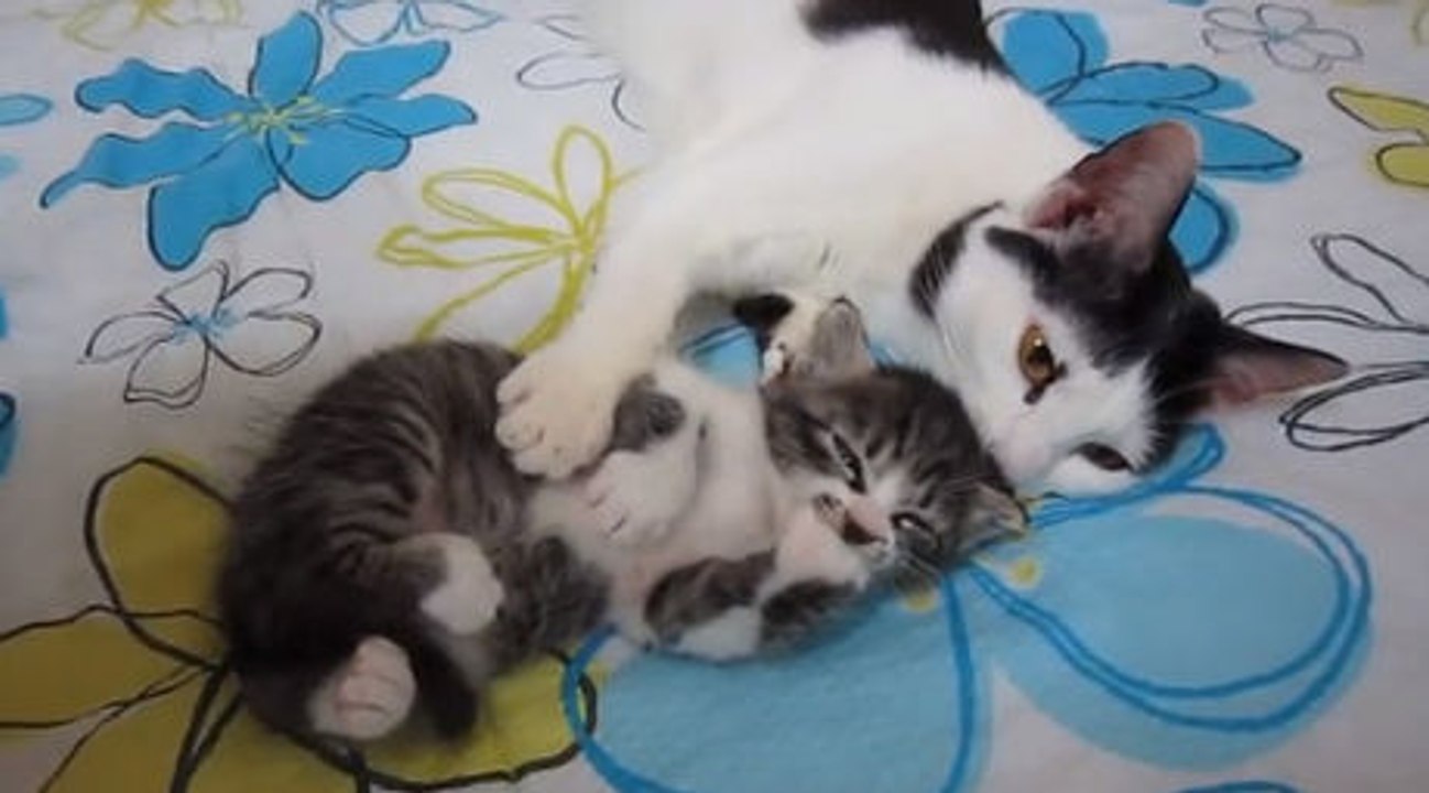 Katzenmama tröstet ihr baby.