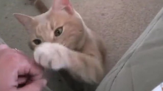 Diese Katze weiß, wie sie mehr Aufmerksamkeit fordern kann.