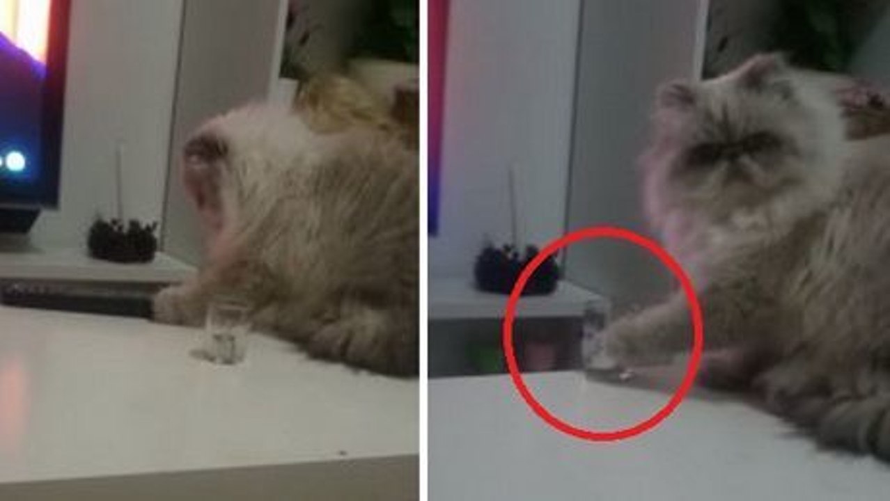 Diese Katze hat ihr Frauchen glauben lassen, dass sie brav bleiben wird...