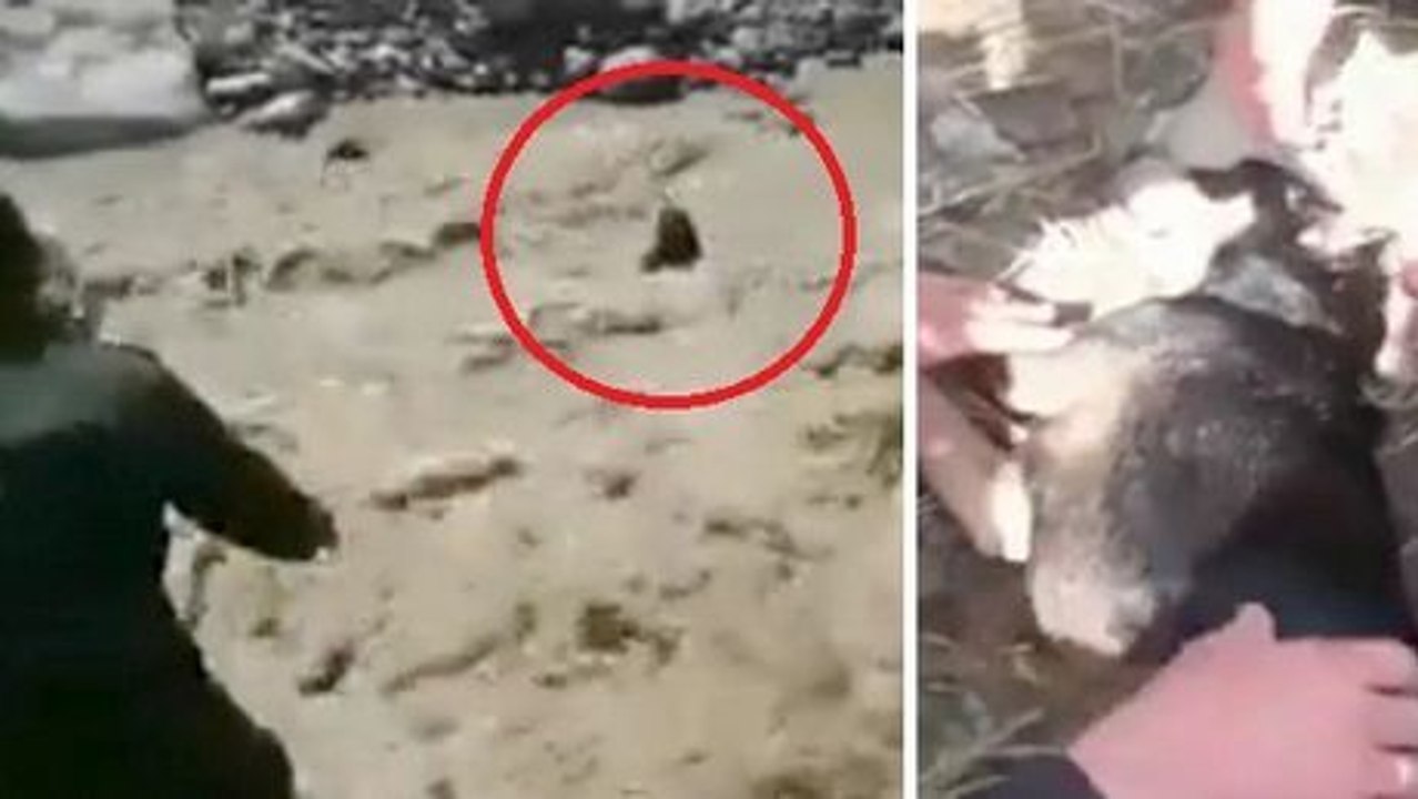 Ein Hund wurde vor einem gewaltsamen Ertrinken gerettet.