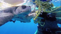 Die berührende Reaktion einer Schildkröte, nachdem sie von einem Taucher gerettet wurde.