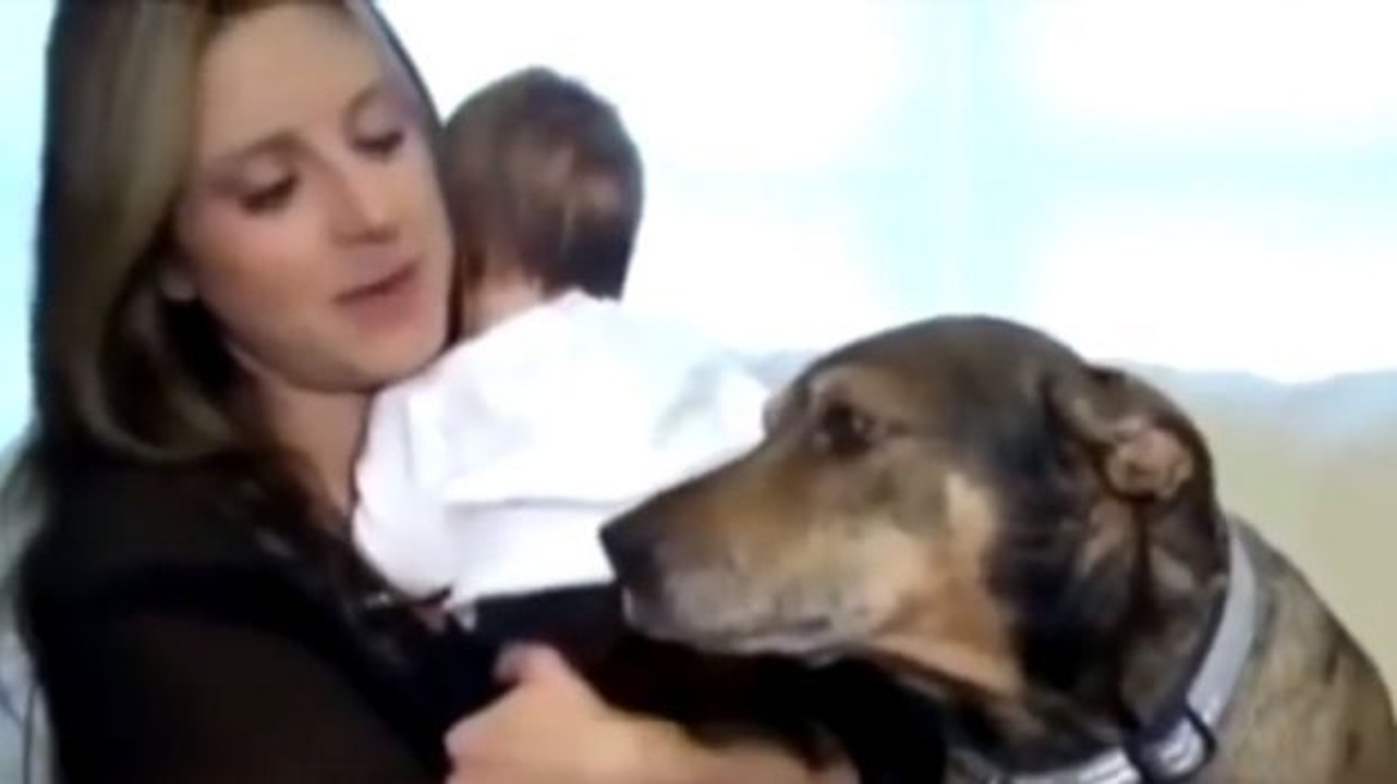 Dieser Hund hat ein Baby gerettet. Sein Mut wird Sie verblüffen.