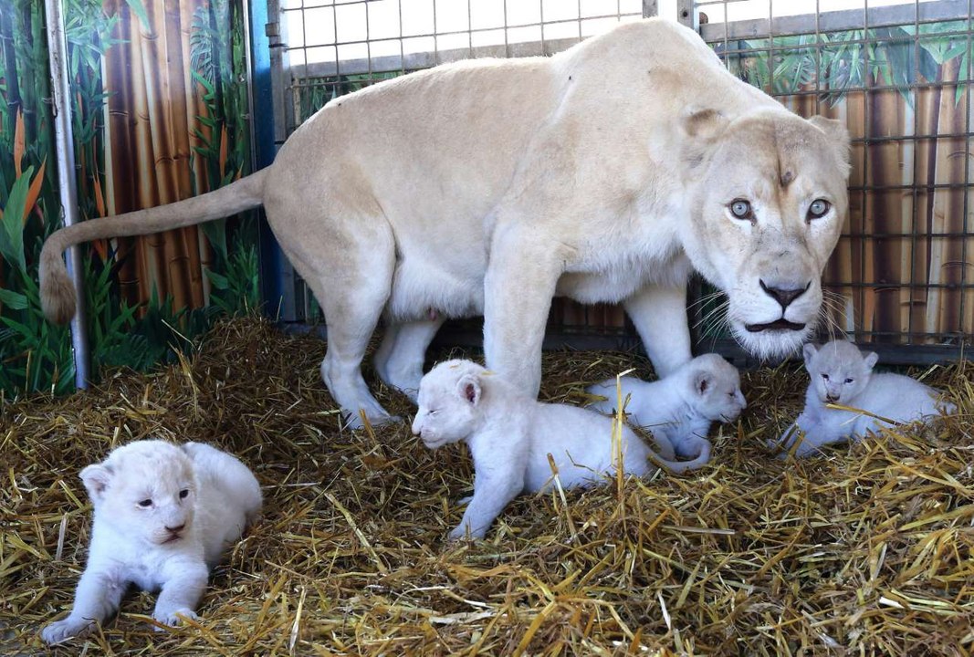 Er geht in ein Tiergehege, indem eine Löwenmutter über ihre Jungen wacht