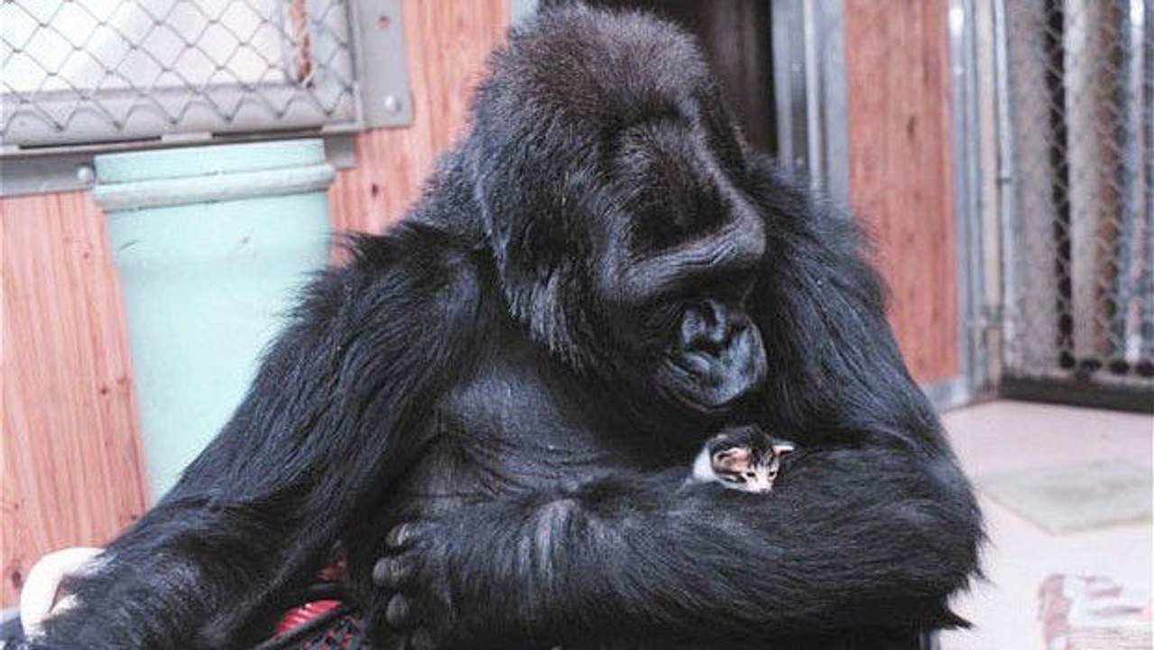 Koko, der Gorilla, beweint den Verlust seines Adoptivkätzchens. Ein unheimlich rührender Moment.